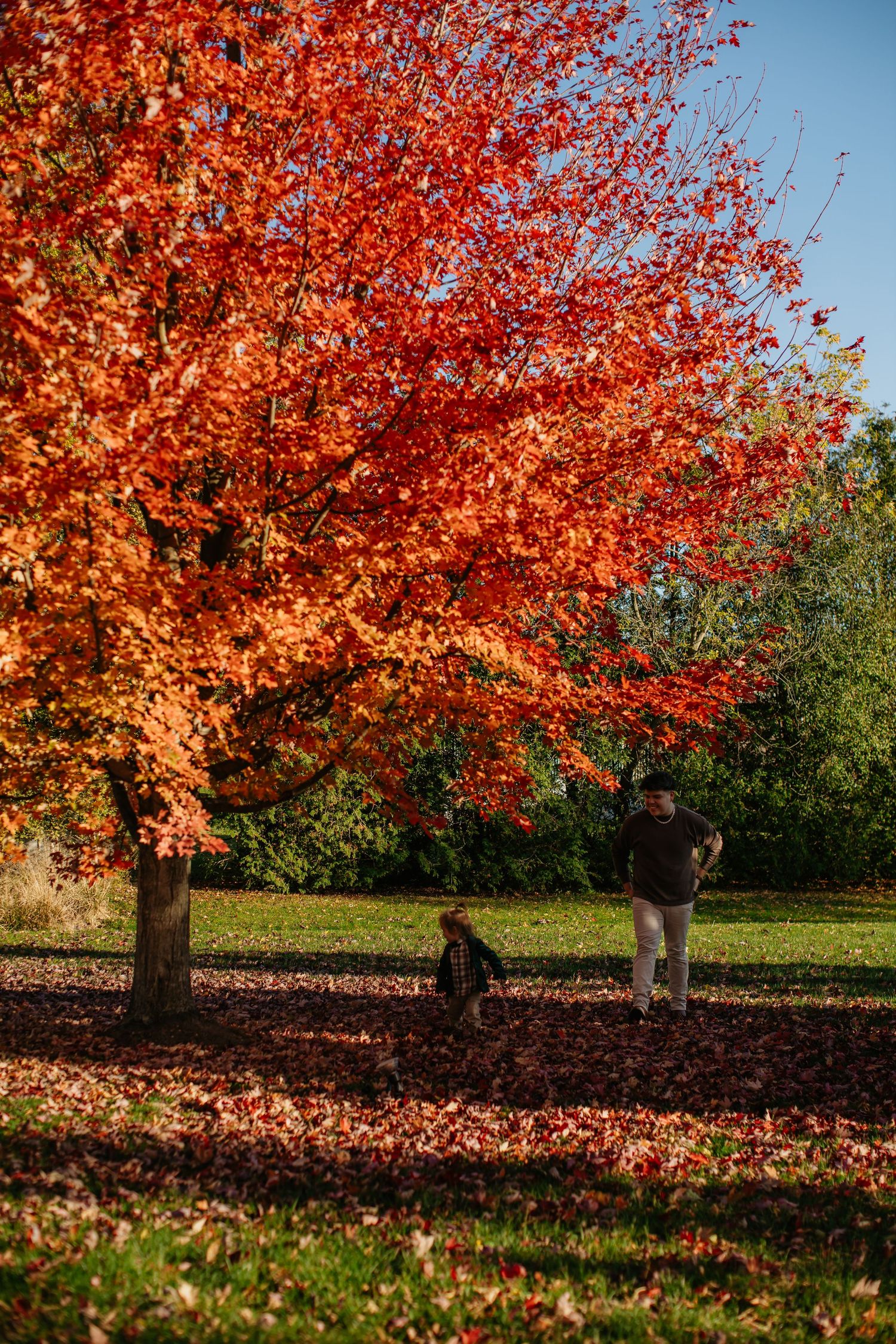 Red maple tree with fallen leaves scattered beneath on green grass in autumn.
