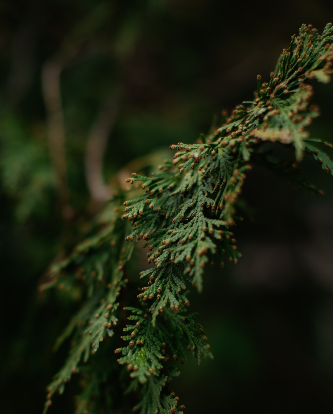 Close-up of lush green cedar tree branches with small buds, set against a dark blurred background.