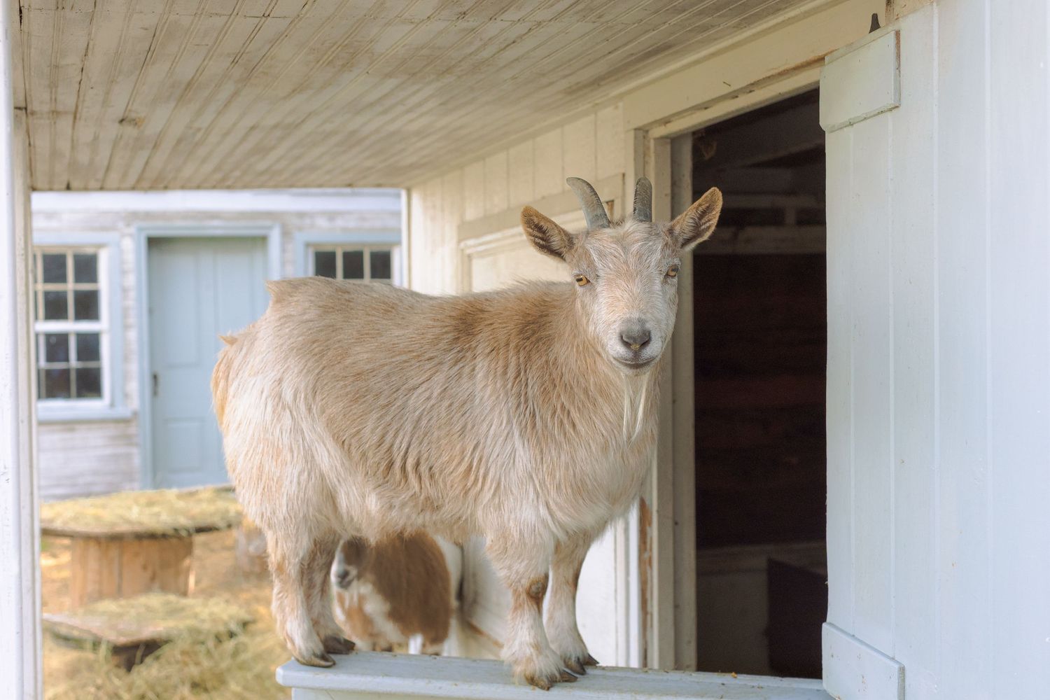 A tan goat stands on a wooden porch ledge outside a white farm building, looking directly at the camera.
