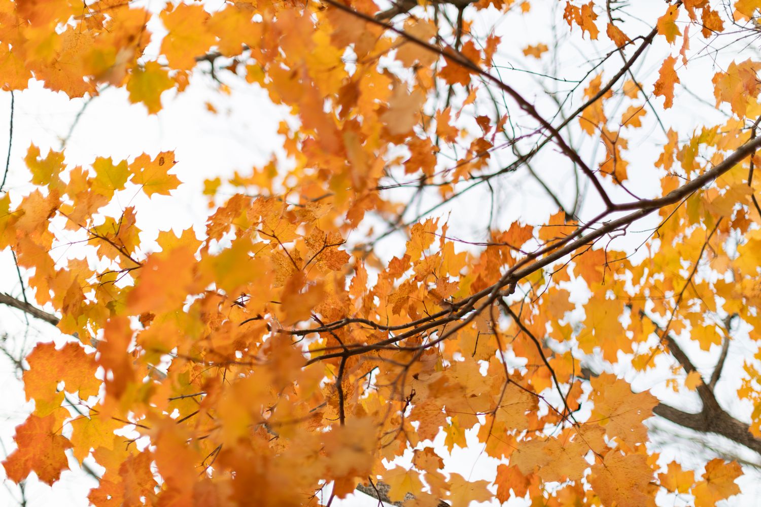Golden orange oak leaves backlit against bright autumn sky.