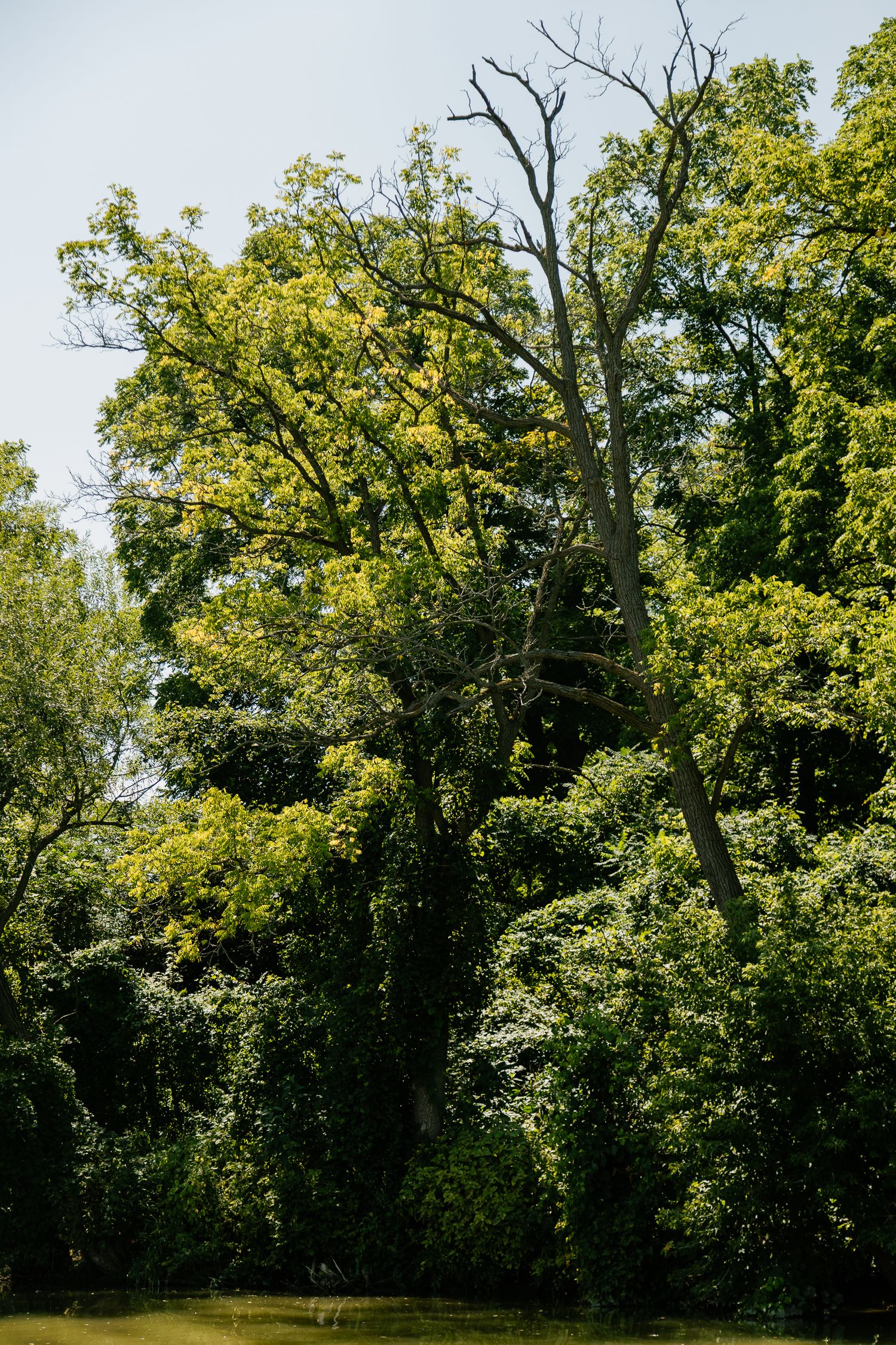 Lush green tree canopy photographed from below on a bright sunny day.