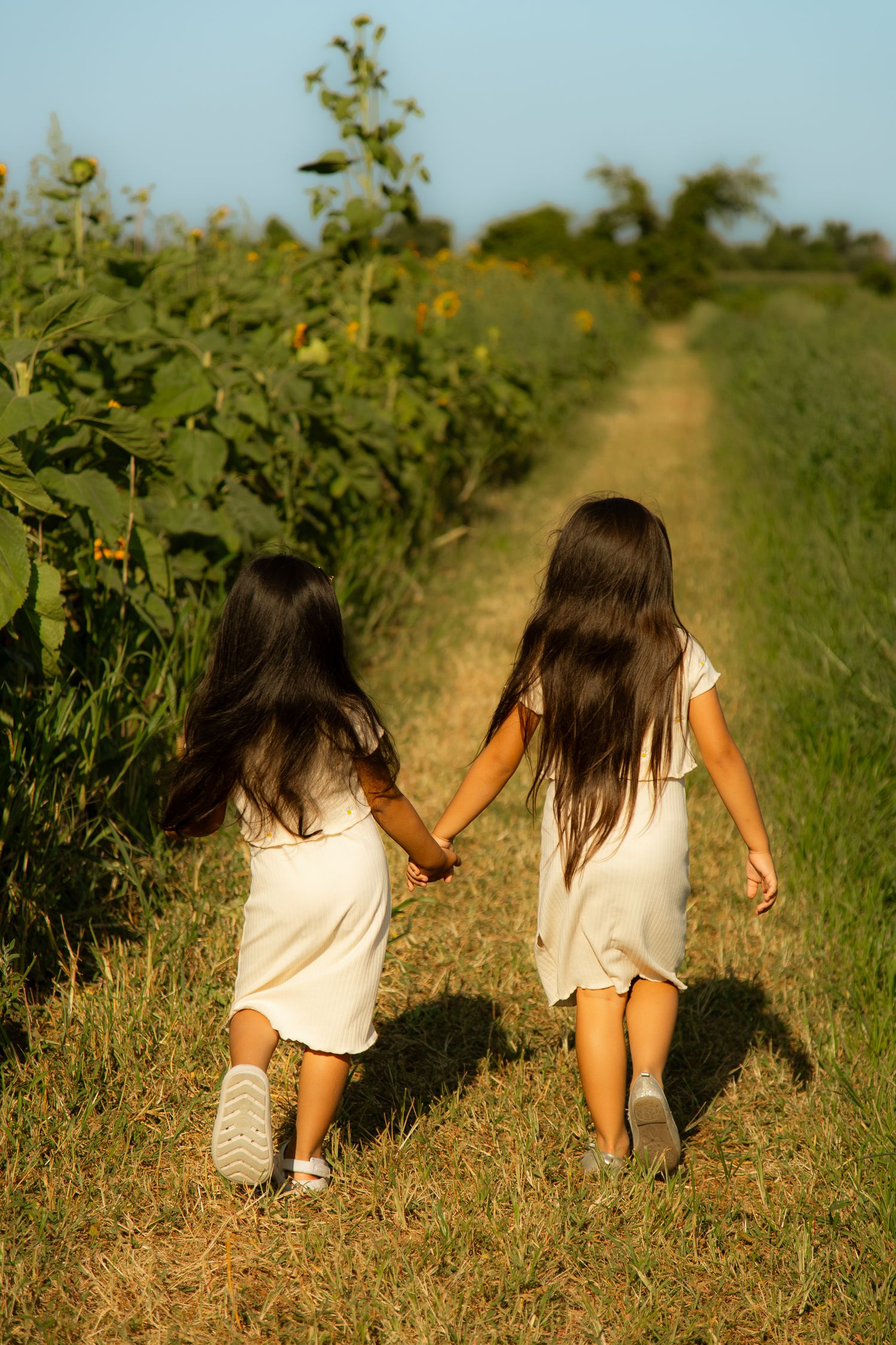 Two figures walking through a sunlit field with tall sunflowers growing along a dusty path.