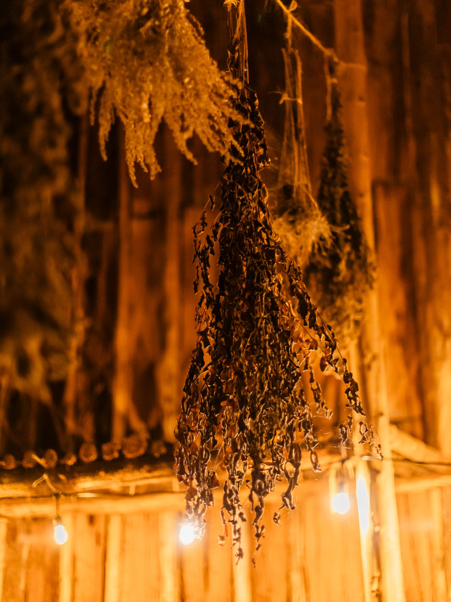 Dried herbs hanging from a rustic wooden ceiling, illuminated by warm Edison bulb lights in an amber glow.