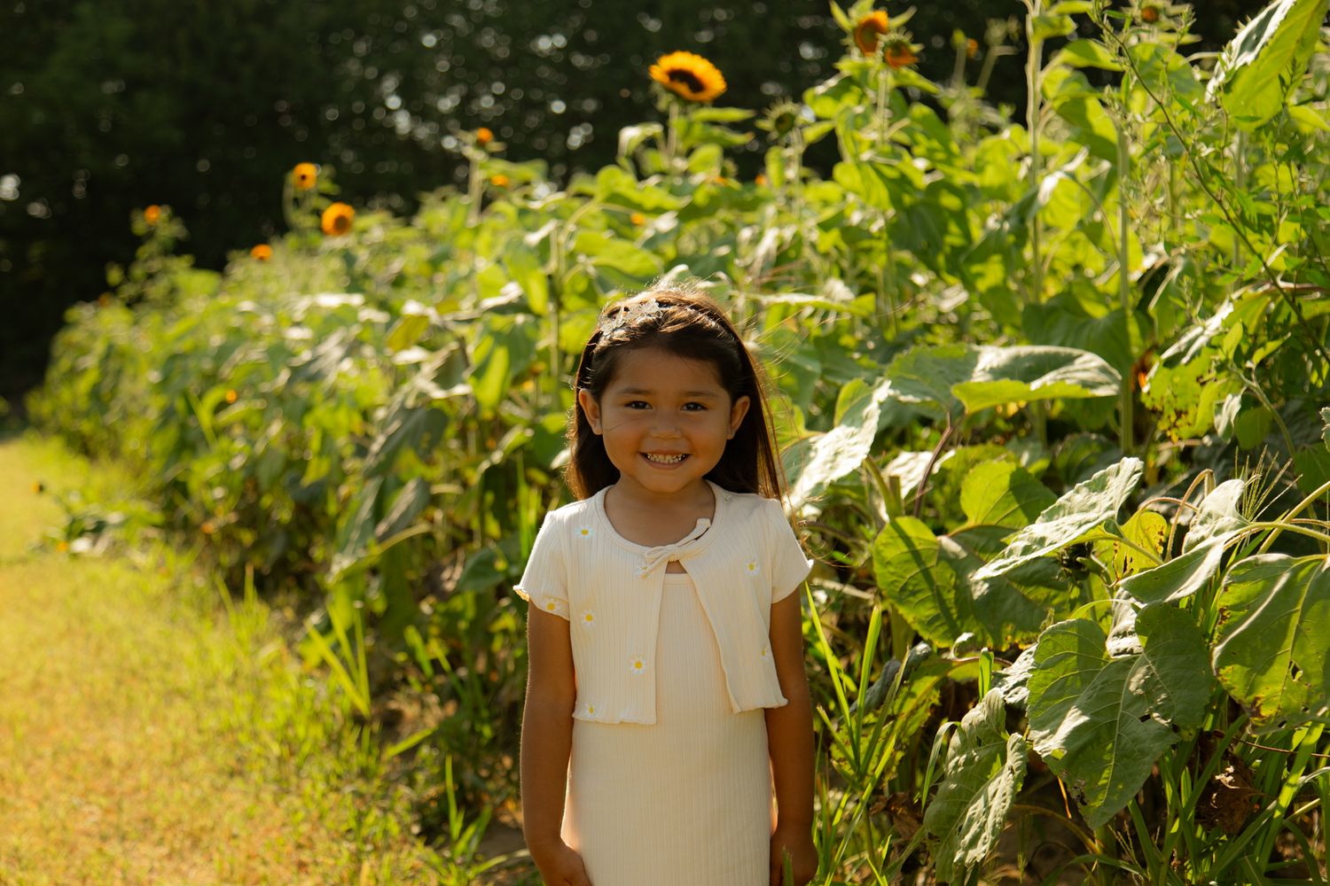 A sunlit garden scene with bright yellow flowers and greenery on a sunny summer day.