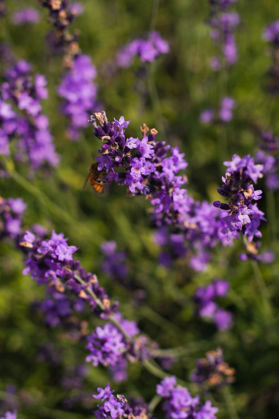 Close-up of vibrant purple lavender flowers with bee collecting nectar.