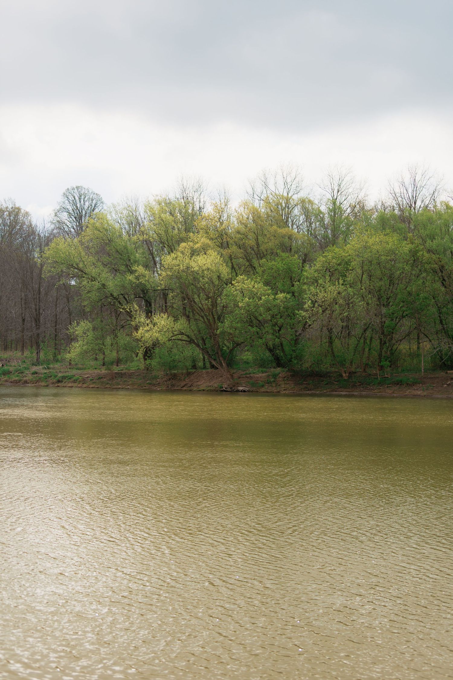 Calm muddy river reflecting overcast sky with lush green spring trees lining the far bank.