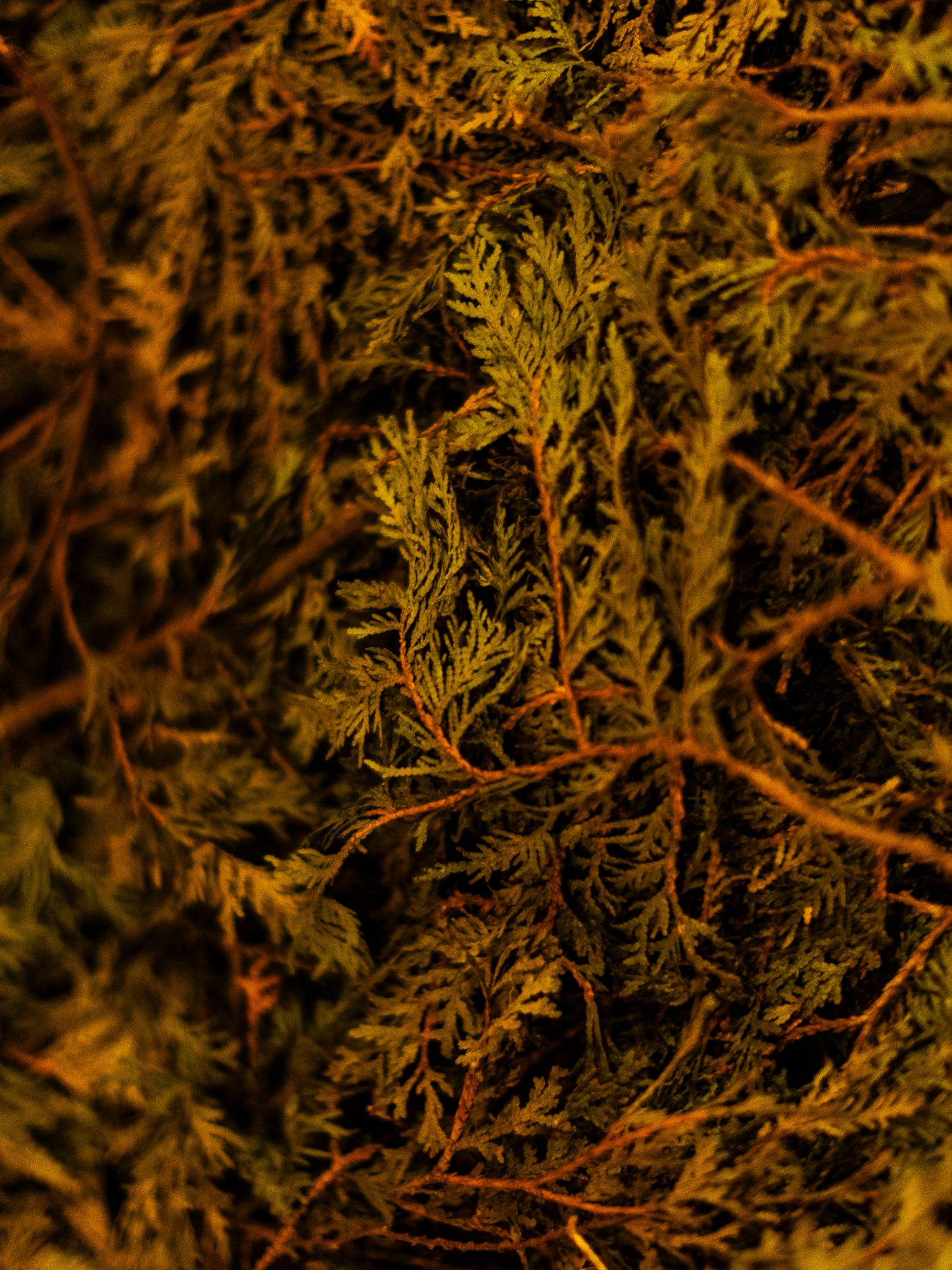 Close-up of dense green juniper foliage with reddish-brown branches illuminated by warm golden light.
