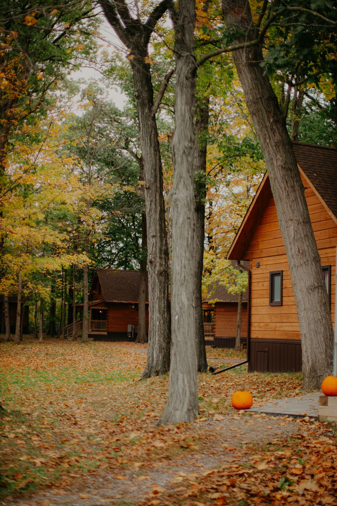 Rustic wooden cabins nestled among tall trees with autumn leaves and pumpkins decorating the grounds.