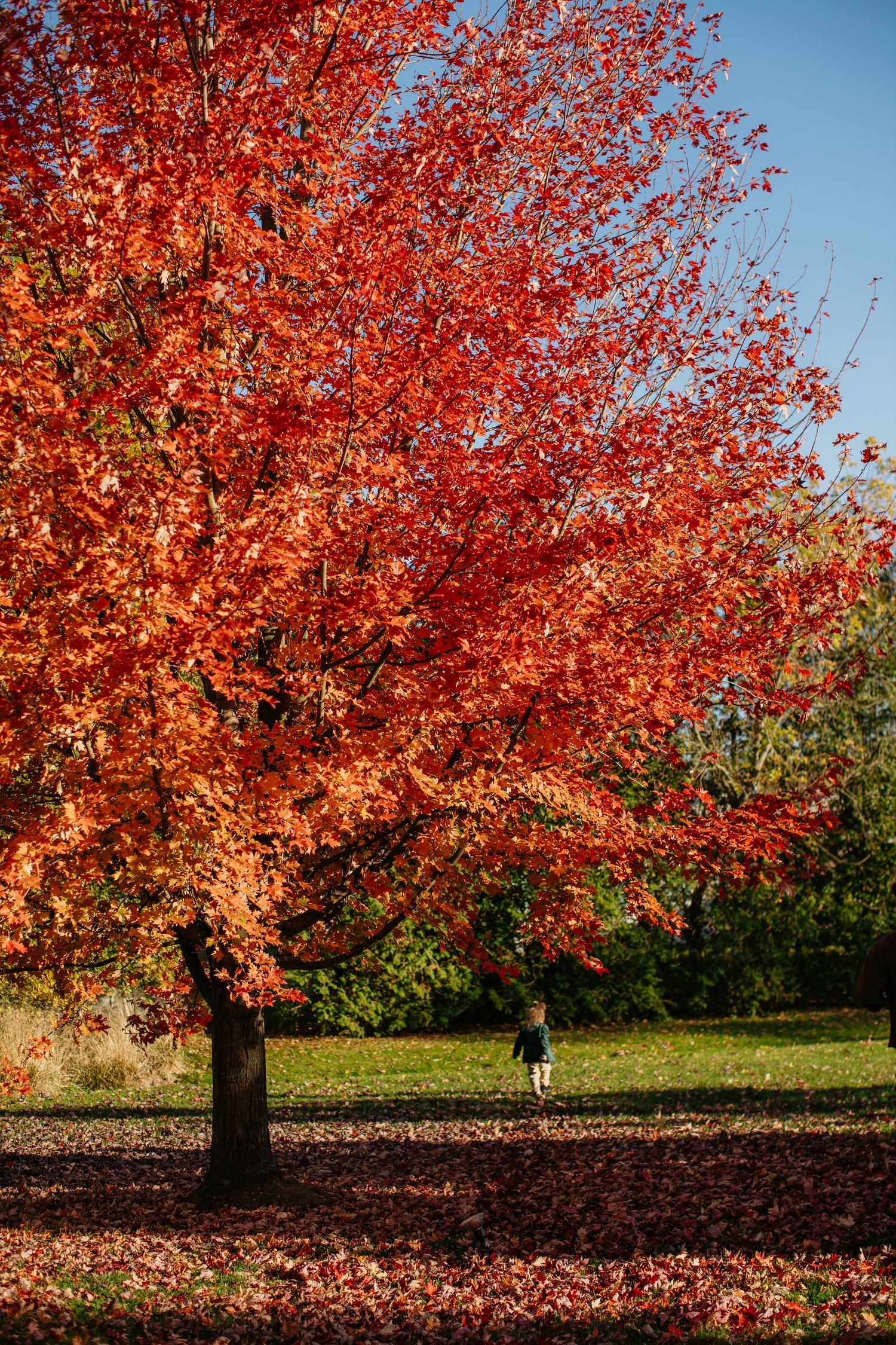Vibrant red maple tree with autumn foliage against blue sky in a peaceful park setting.
