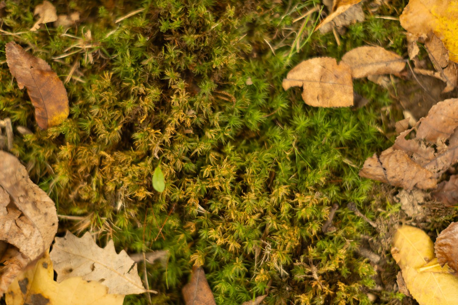 Close-up of vibrant green moss growing among fallen autumn leaves.
