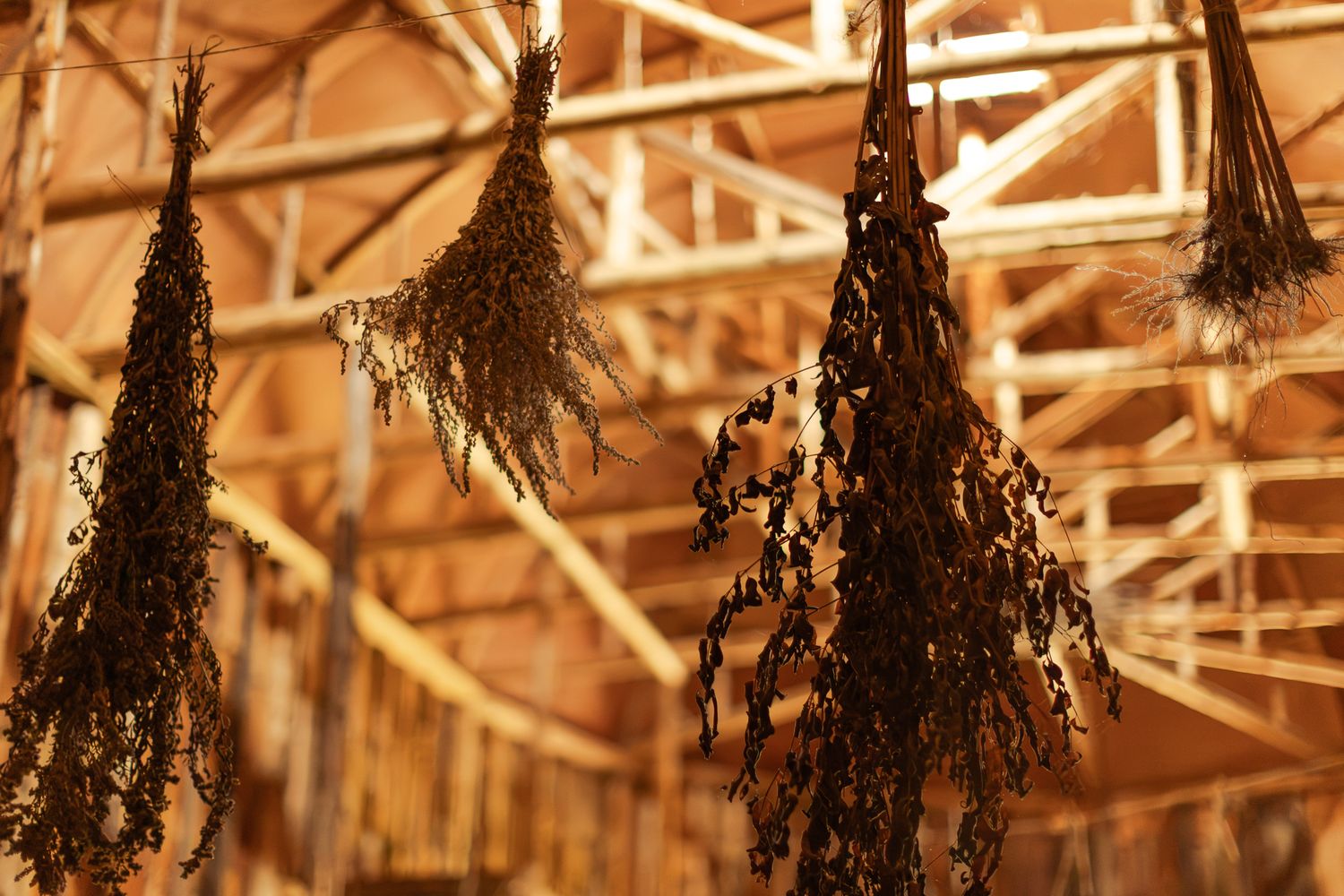 Dried herb bundles hanging from wooden rafters in a warm golden barn interior.