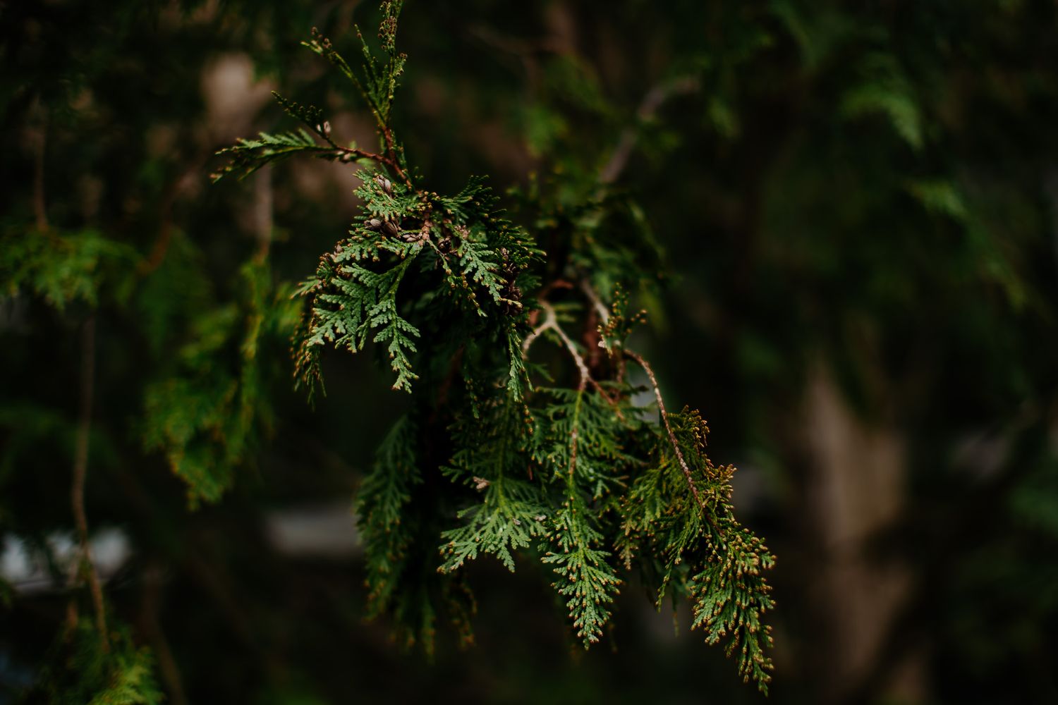 Close-up of lush green cedar or arborvitae branches with delicate foliage against a dark blurred background.