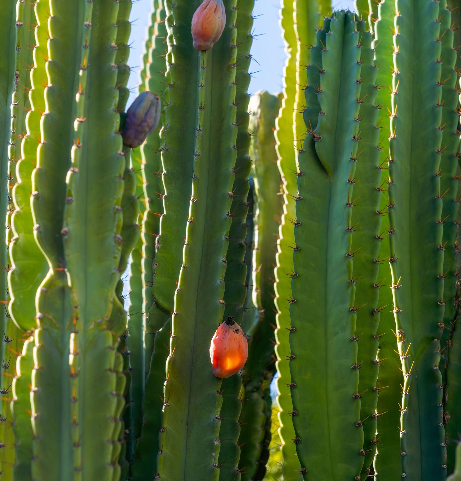 Close-up of organ pipe cactus with buds and flowers backlit by sunlight.