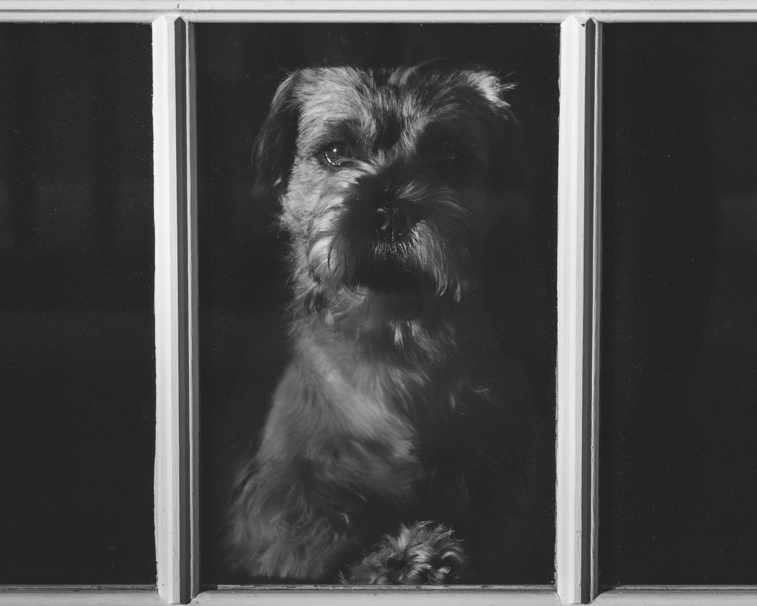 A dramatic black and white portrait of a scruffy dog looking through a window.