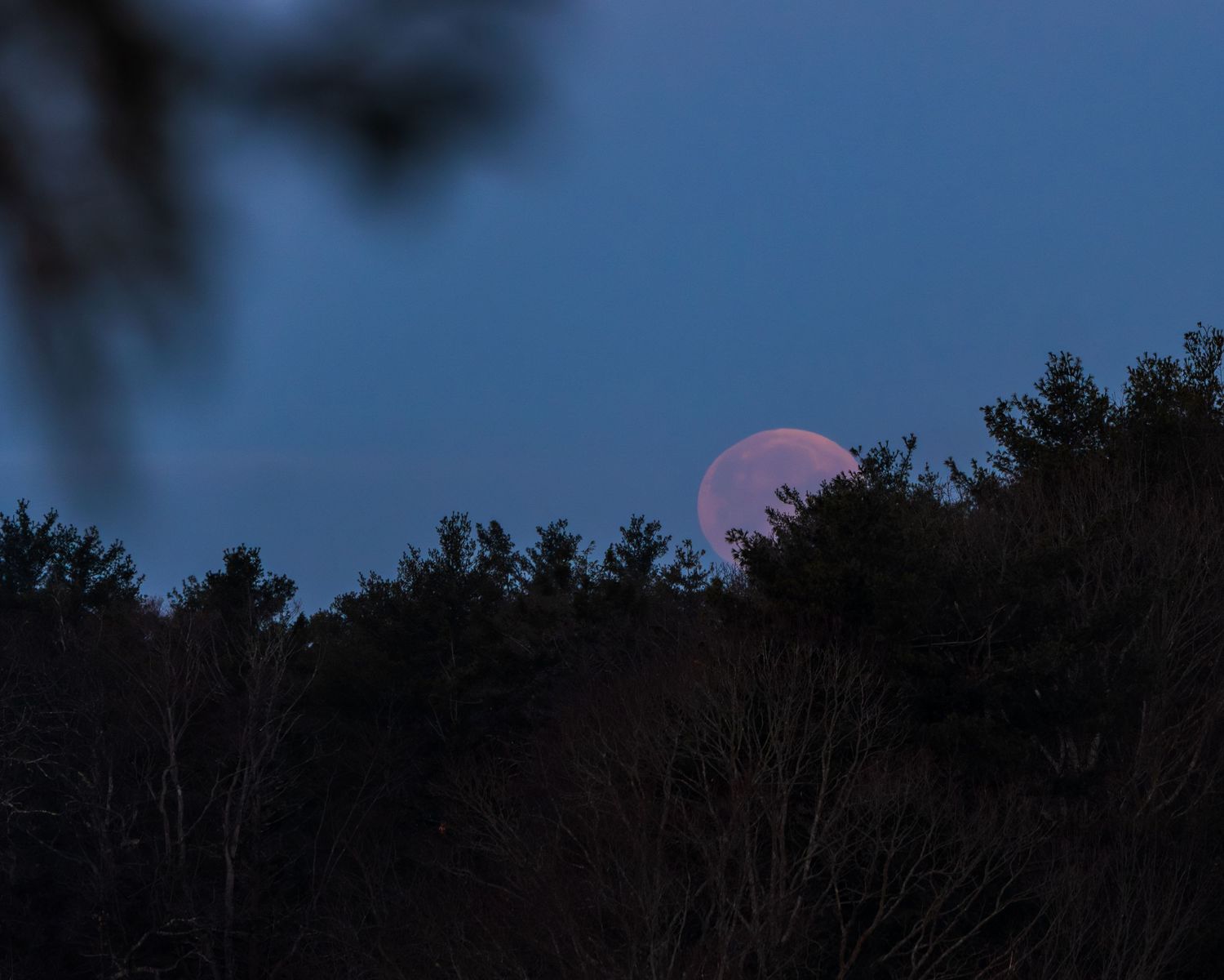 A pink full moon rises above dark silhouetted trees against a dusky blue evening sky.