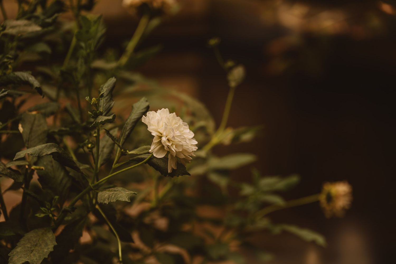 Desert wildflowers blooming at dusk with soft focus and dark background.