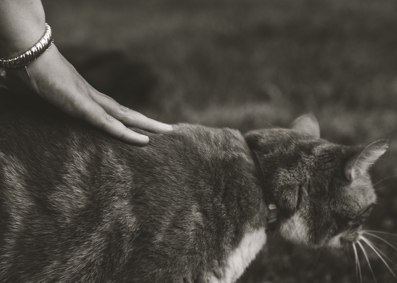 A hand gently pets a black and white cat in a monochrome photograph.