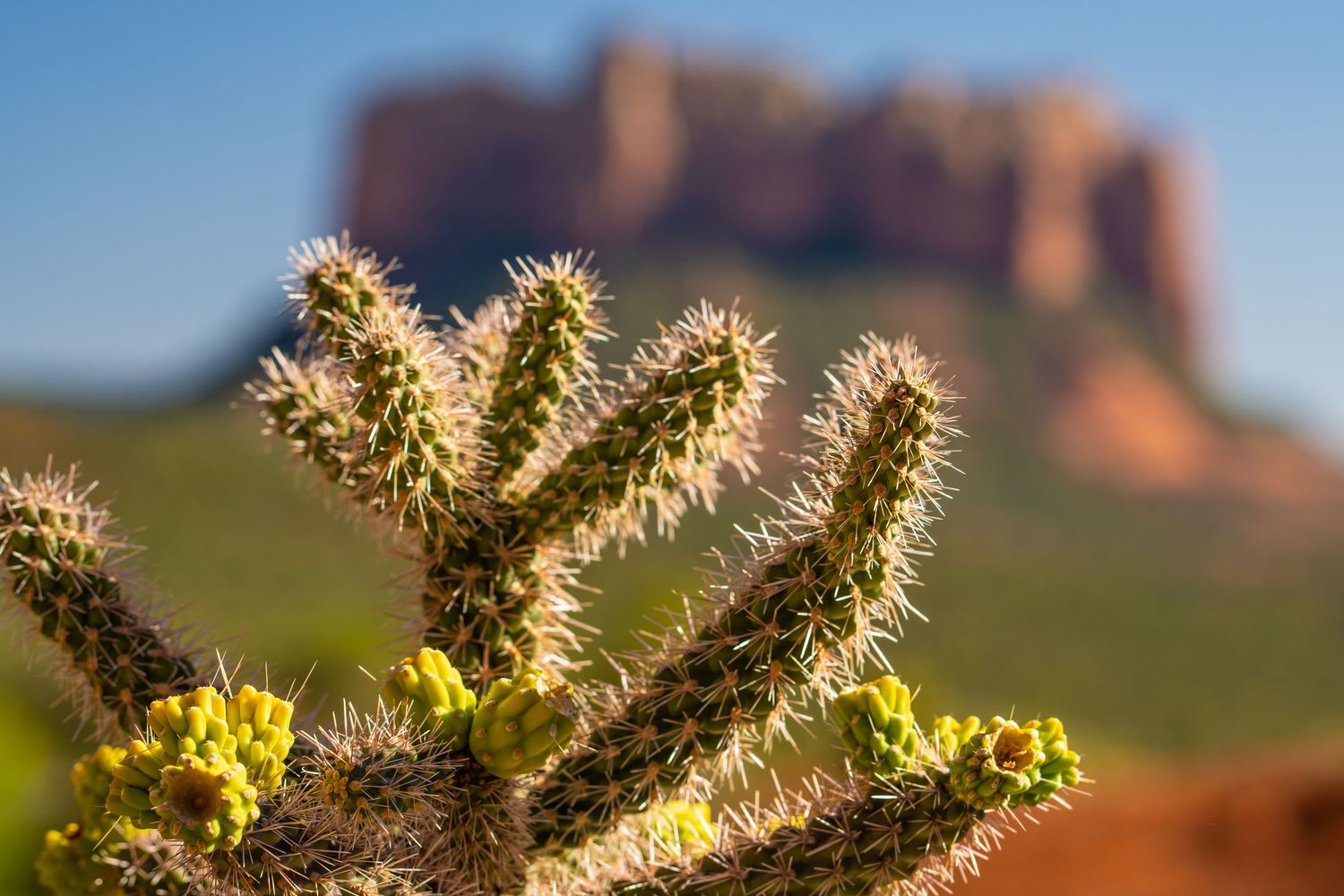 Close-up of illuminated cholla cactus spines with desert mountains in the background.
