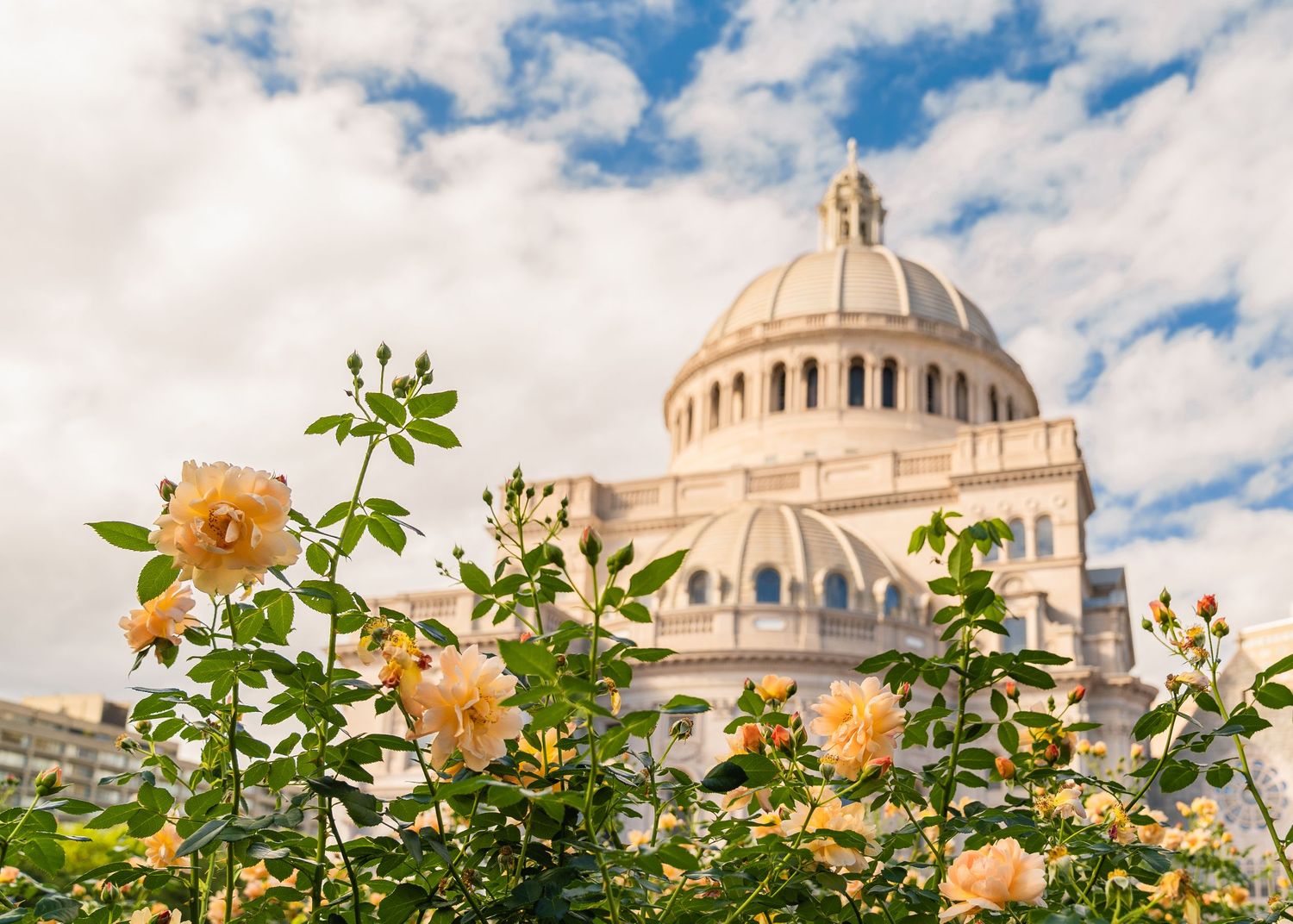 White domed building with peach-colored roses blooming in the foreground against a blue cloudy sky.