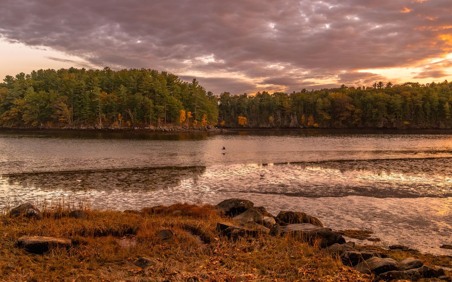 Dramatic purple sunset over coastal wetlands with silhouetted trees and water reflections.