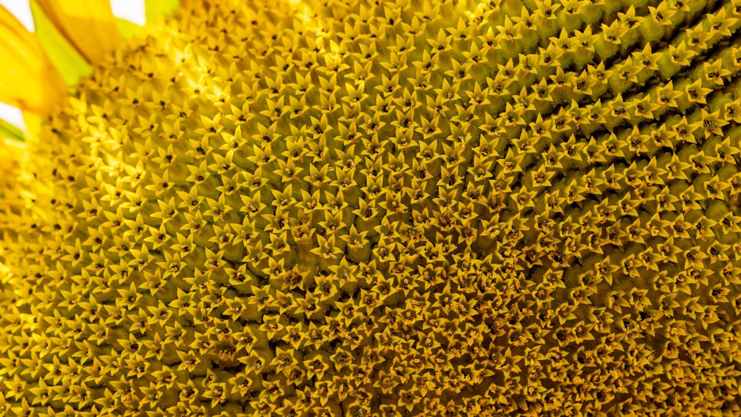Extreme close-up of a sunflower's center showing intricate spiral pattern of seeds.