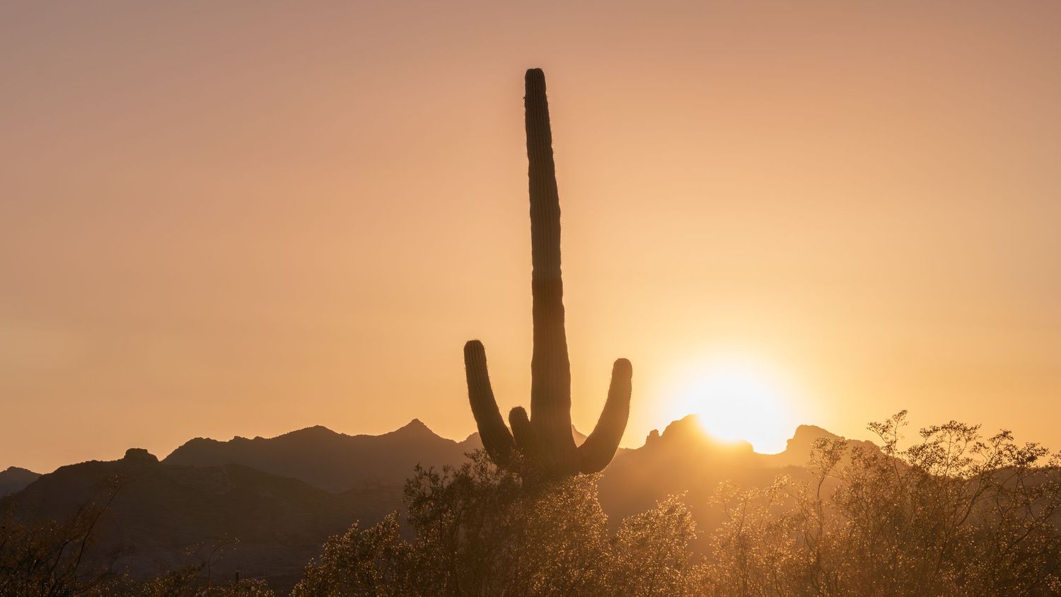 Desert landscape silhouette at sunset with towering saguaro cactus in the foreground.