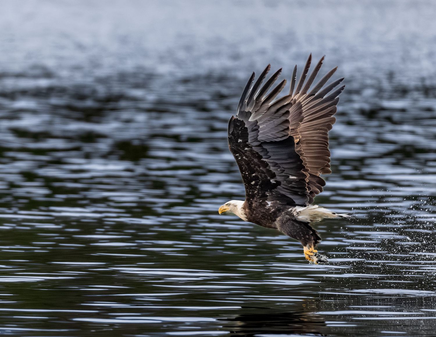 Series of action shots showing a bald eagle catching prey from water surface.