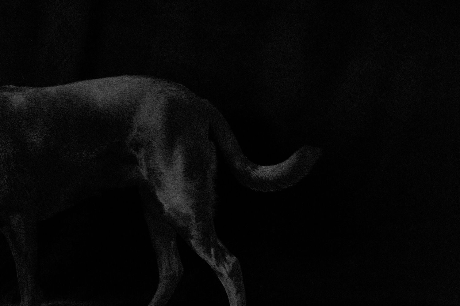 Silhouettes of animals or shapes create an abstract pattern on black background.