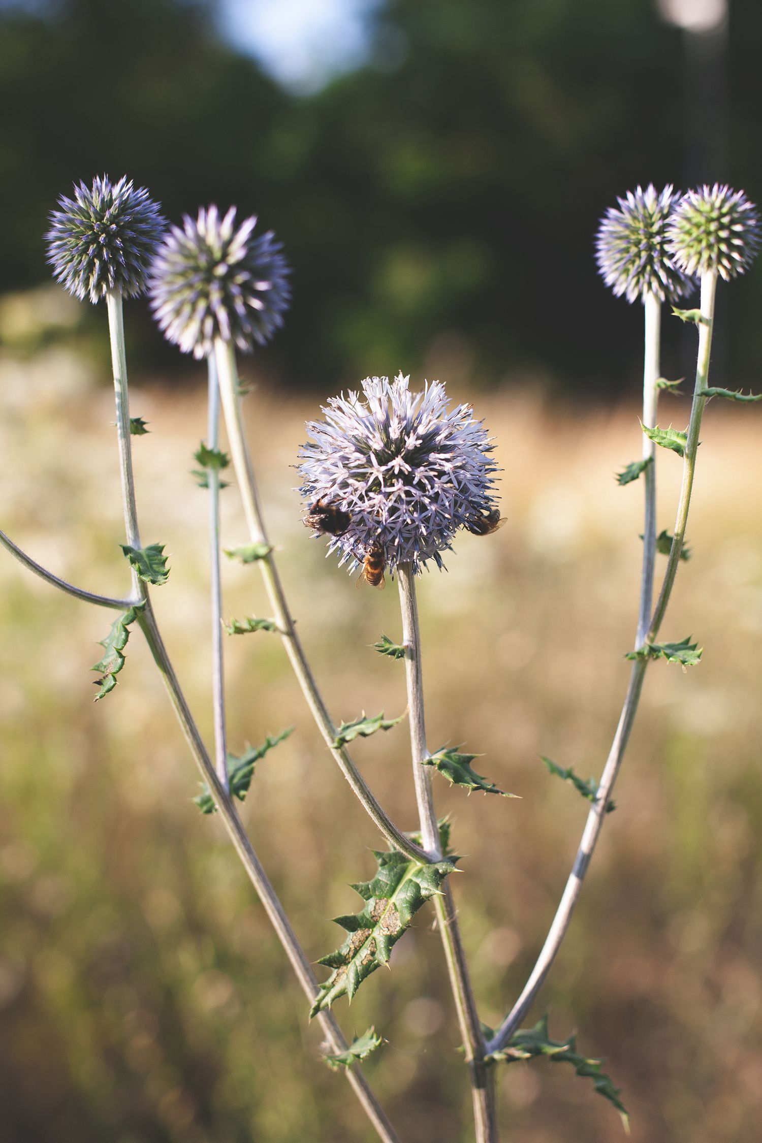 Row of purple thistle flowers in focus with blurred natural background.