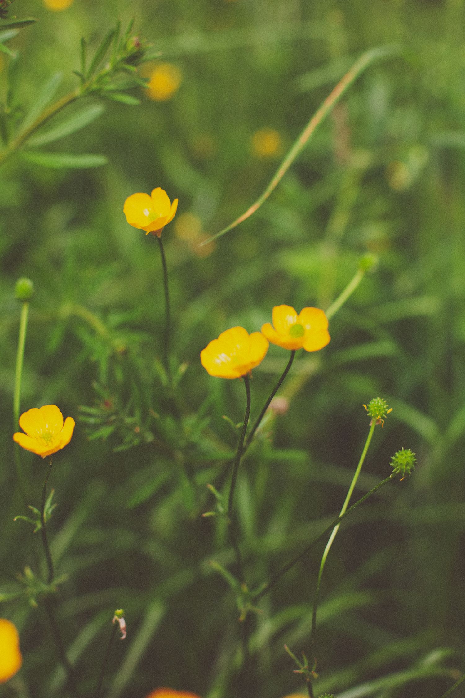 Yellow buttercups blooming in a green meadow with a flying bee in soft focus.