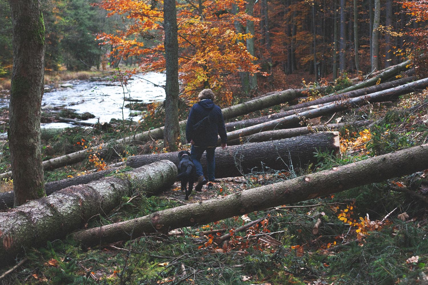 Fallen logs in autumn forest with orange foliage.