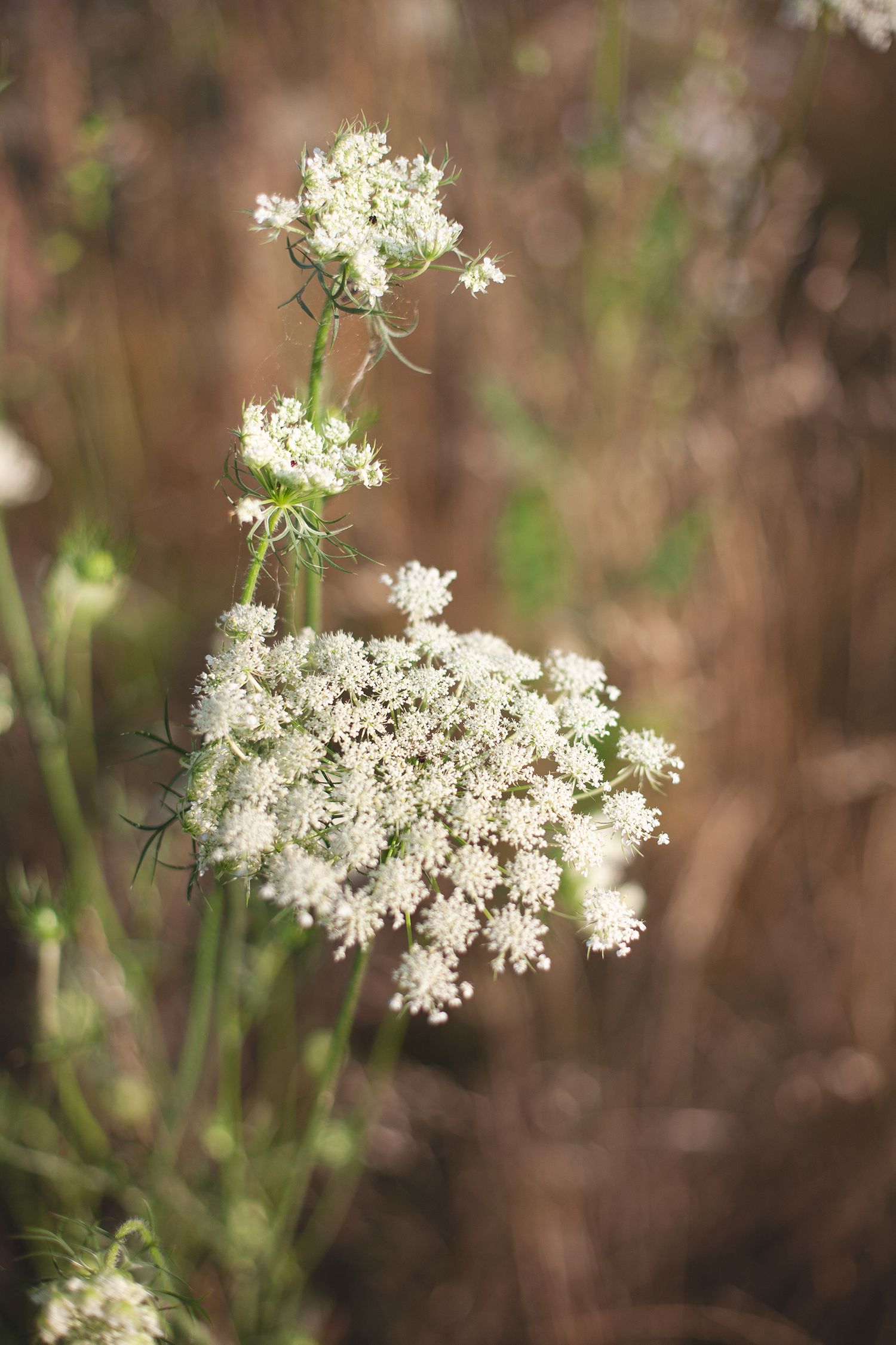 Delicate white Queen Anne's Lace wildflower blooming against a soft brown natural background.