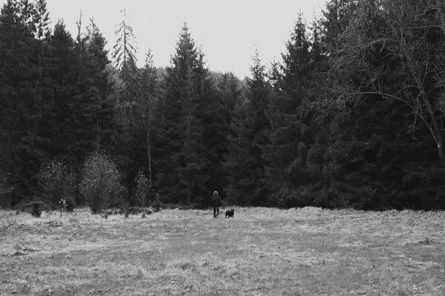 Snow-covered evergreen forest landscape with distant figures.
