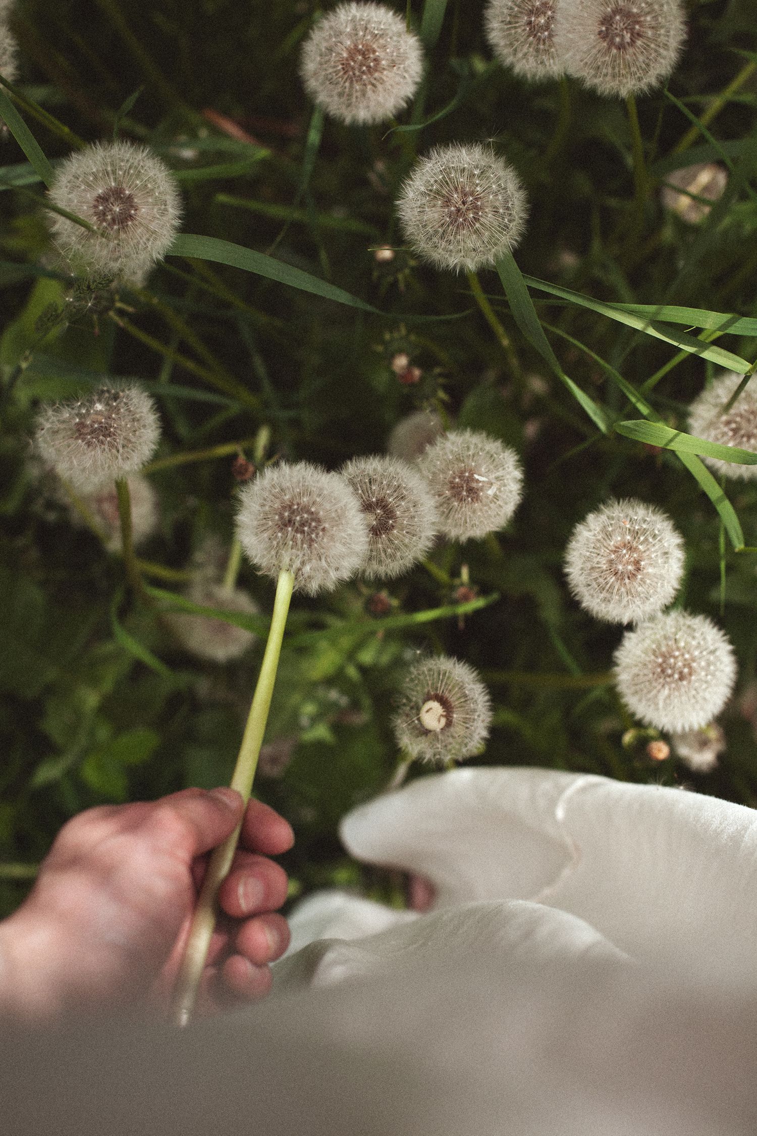 Close-up of a hand holding a dandelion seed head against a background of multiple dandelion puffs.