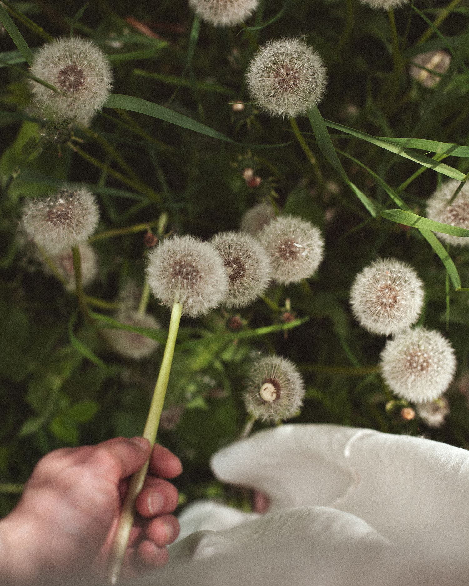 Dandelion seed heads in soft focus with a hand reaching to touch them.