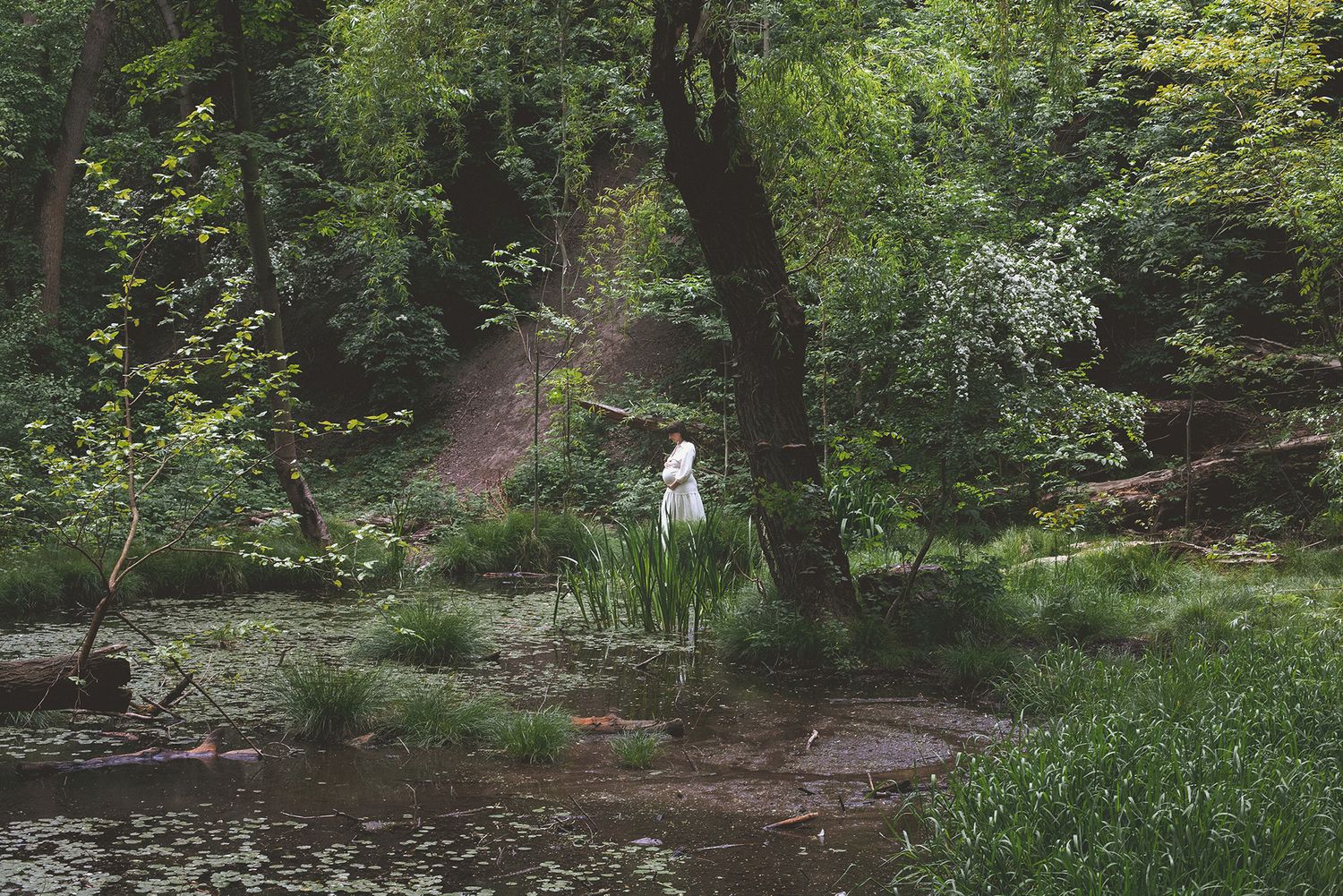 Lush green woodland scene with sunlit path winding through trees and foliage.
