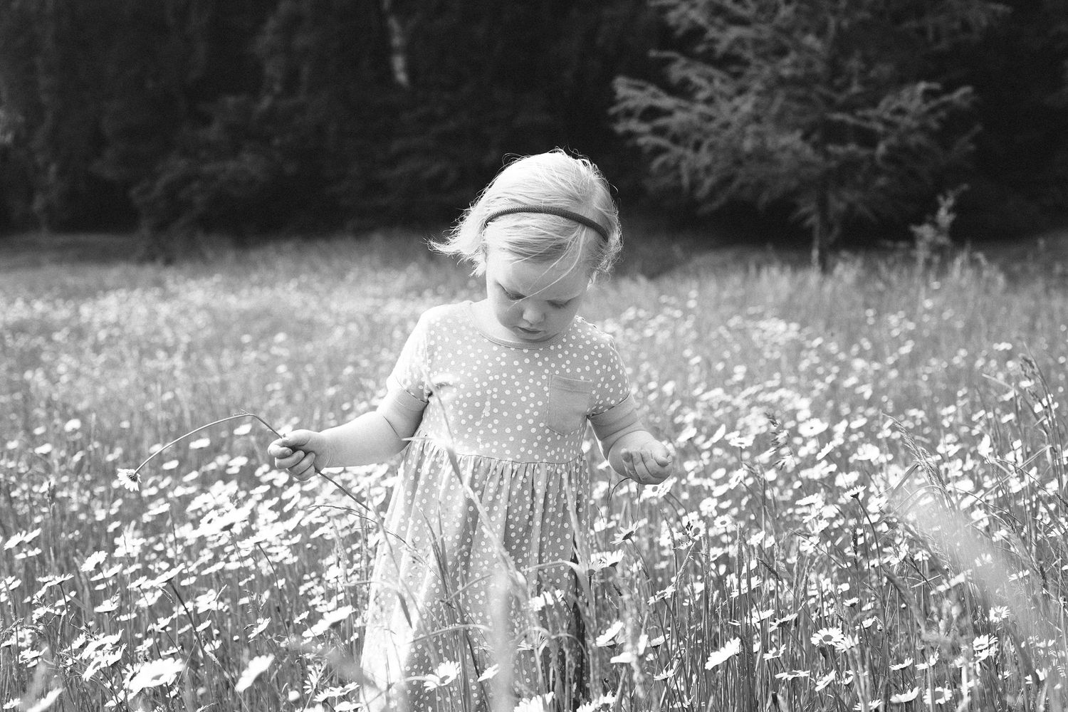 A person in a light dress walks through a sunny meadow filled with white wildflowers.