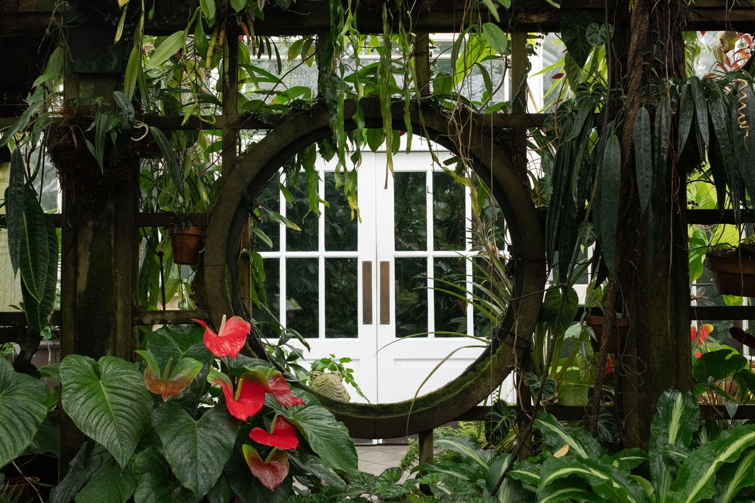 Lush tropical greenhouse with circular window framing white French doors, surrounded by red flowers and green foliage in the Conservatory.