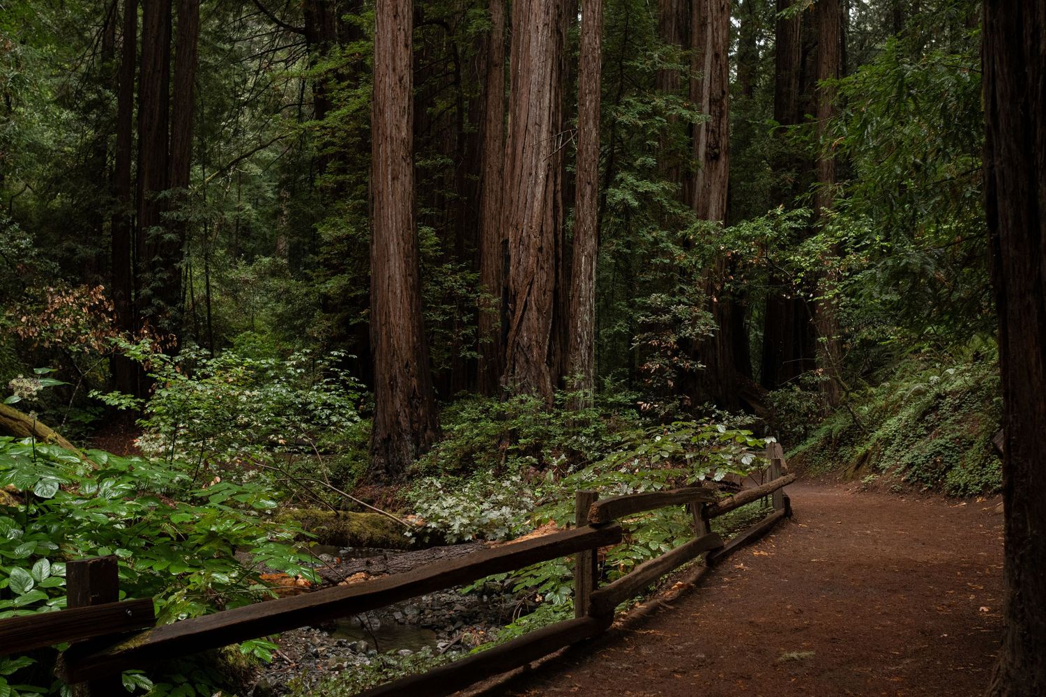 A winding dirt trail through towering redwood trees with a wooden fence in Muir Woods National Monument.