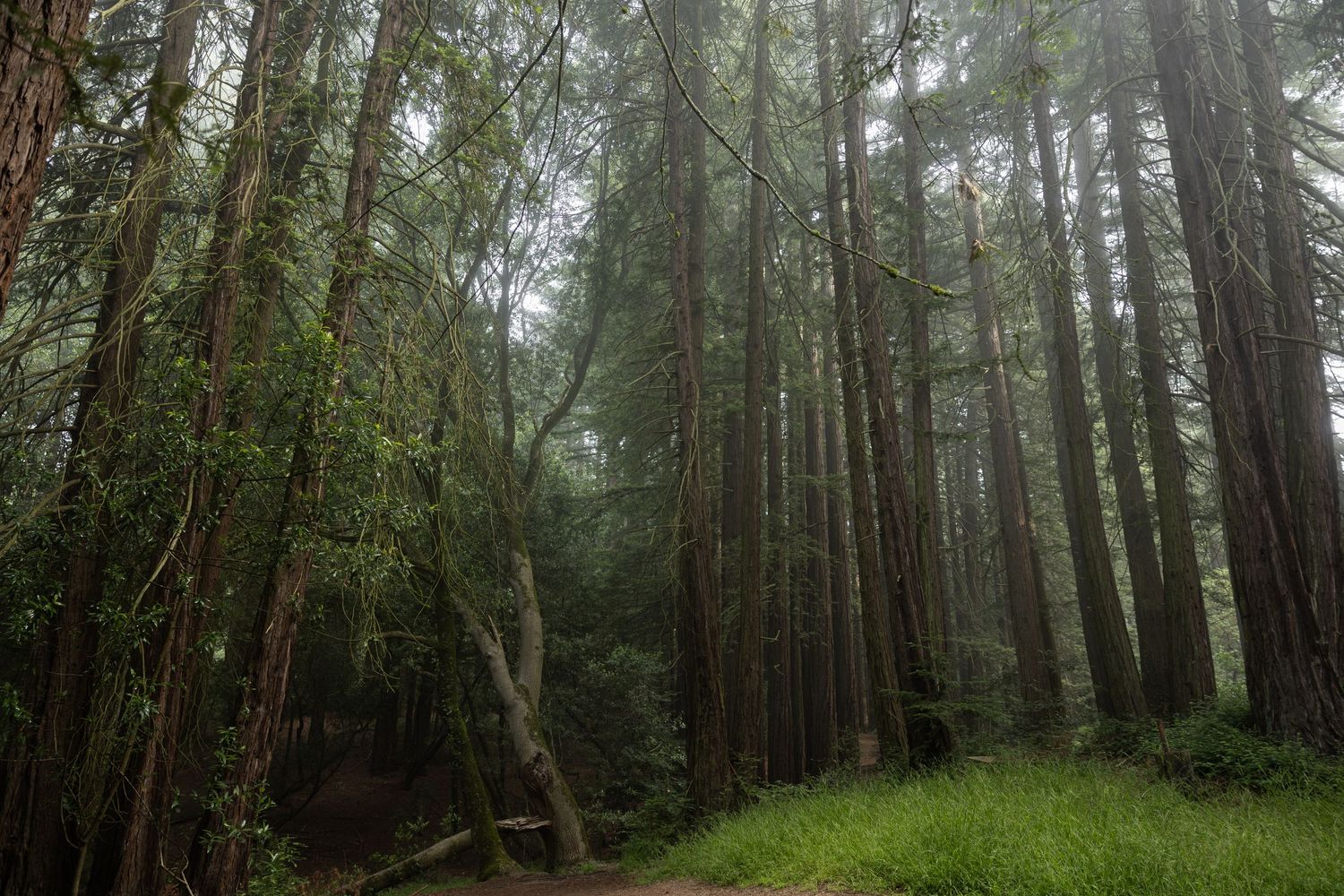 Misty redwood forest with towering trees, lush green undergrowth, and a winding dirt path in a serene woodland setting in the East Bay.