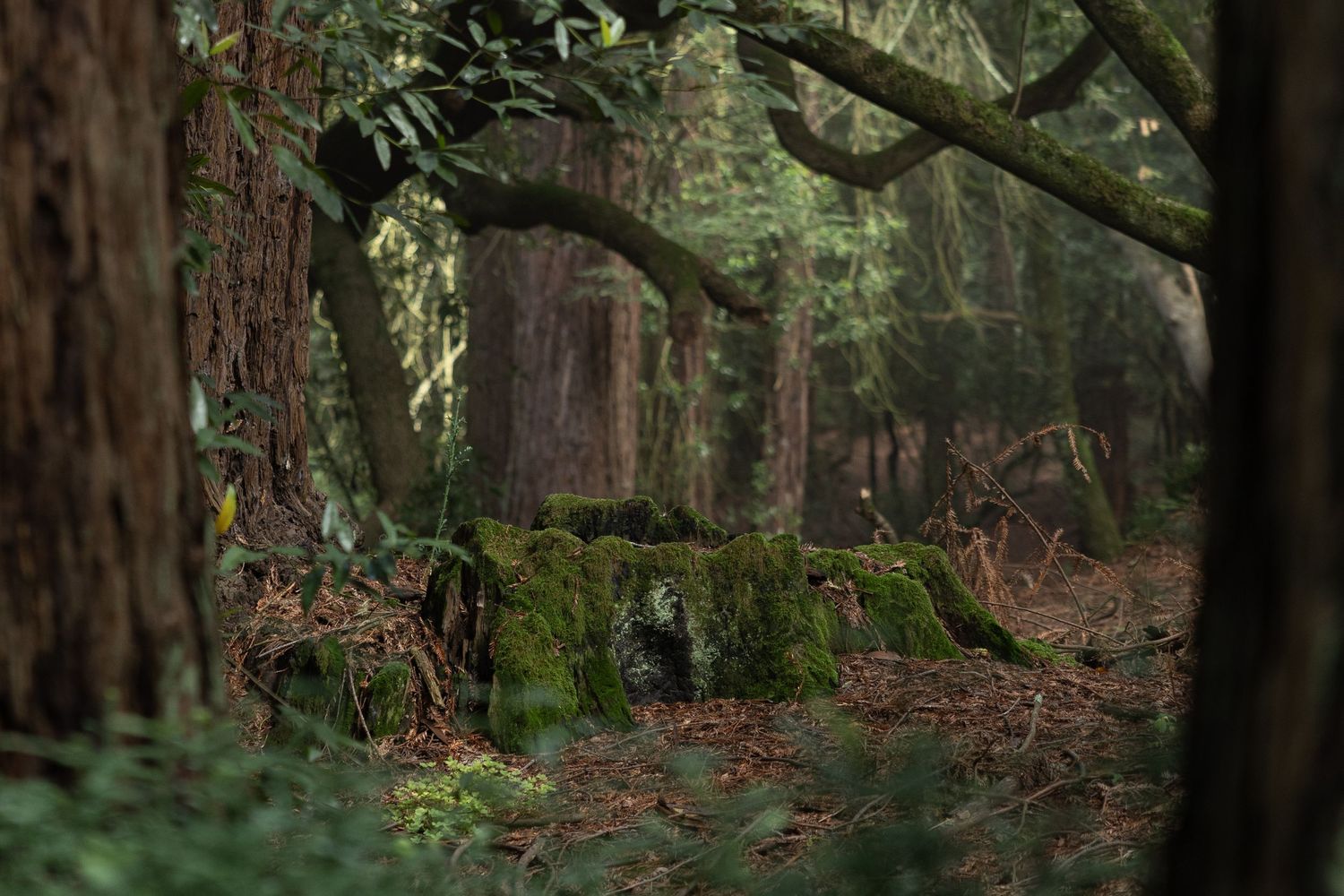 Moss-covered tree roots and ancient trees in a misty, atmospheric forest with ferns and fallen leaves.