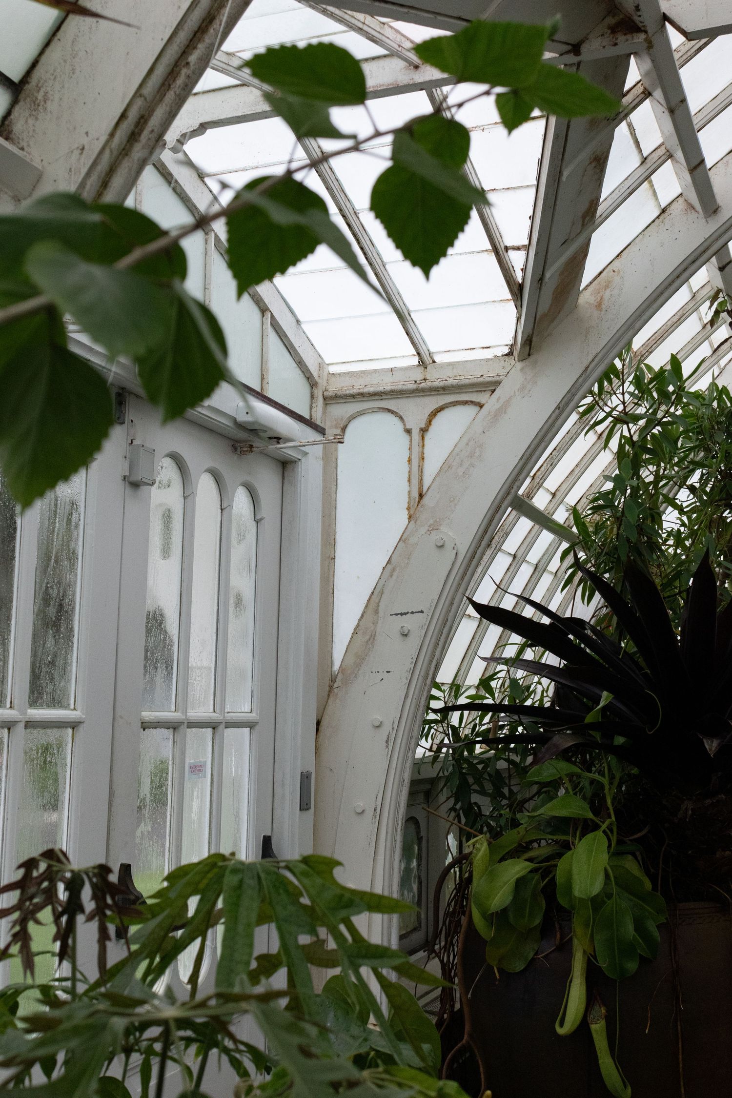 Interior of The Conservatory of Flowers with white arched metal framework, glass roof panels, and lush tropical plants.