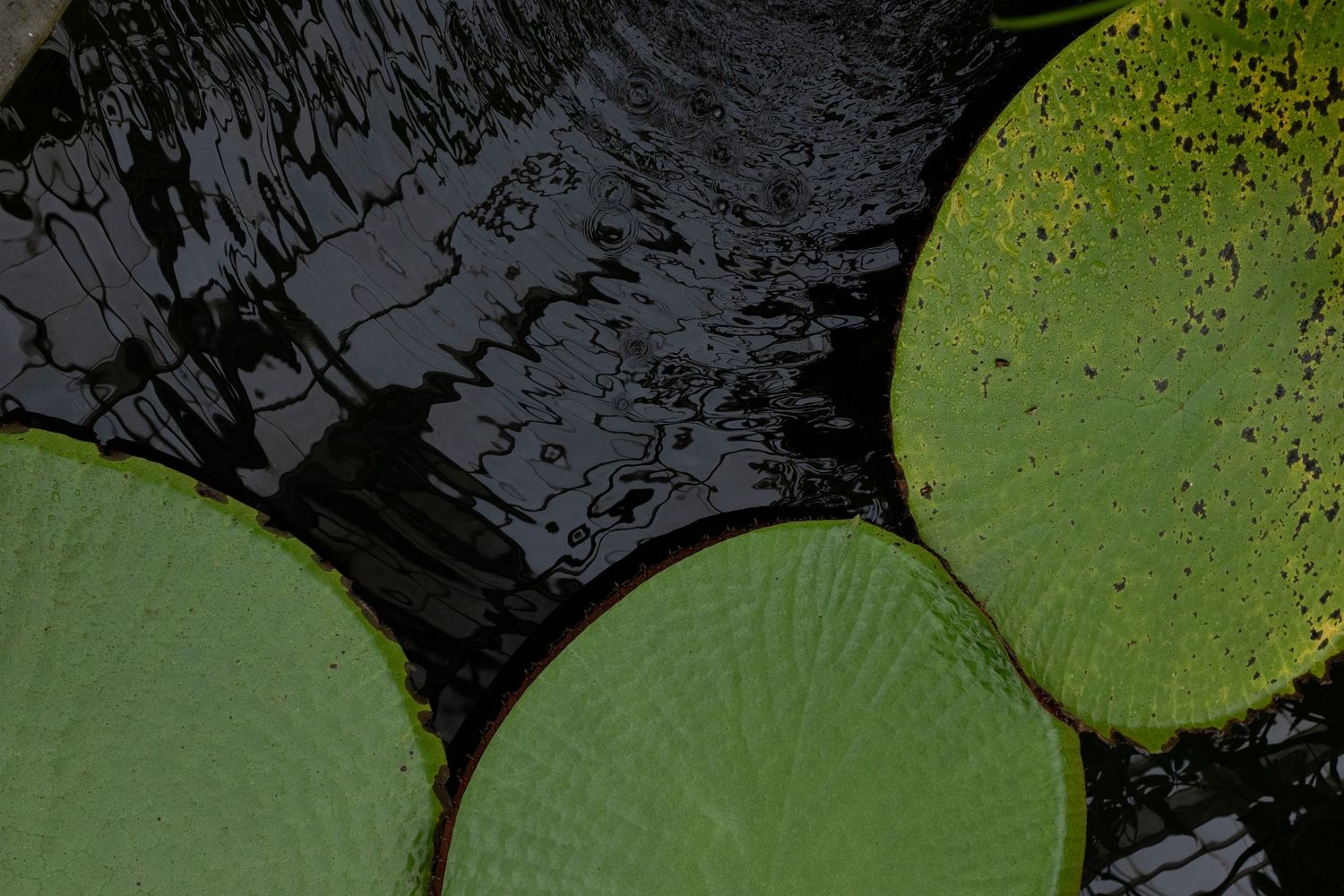 Large green lily pads floating on dark reflective water in a tranquil pond setting.