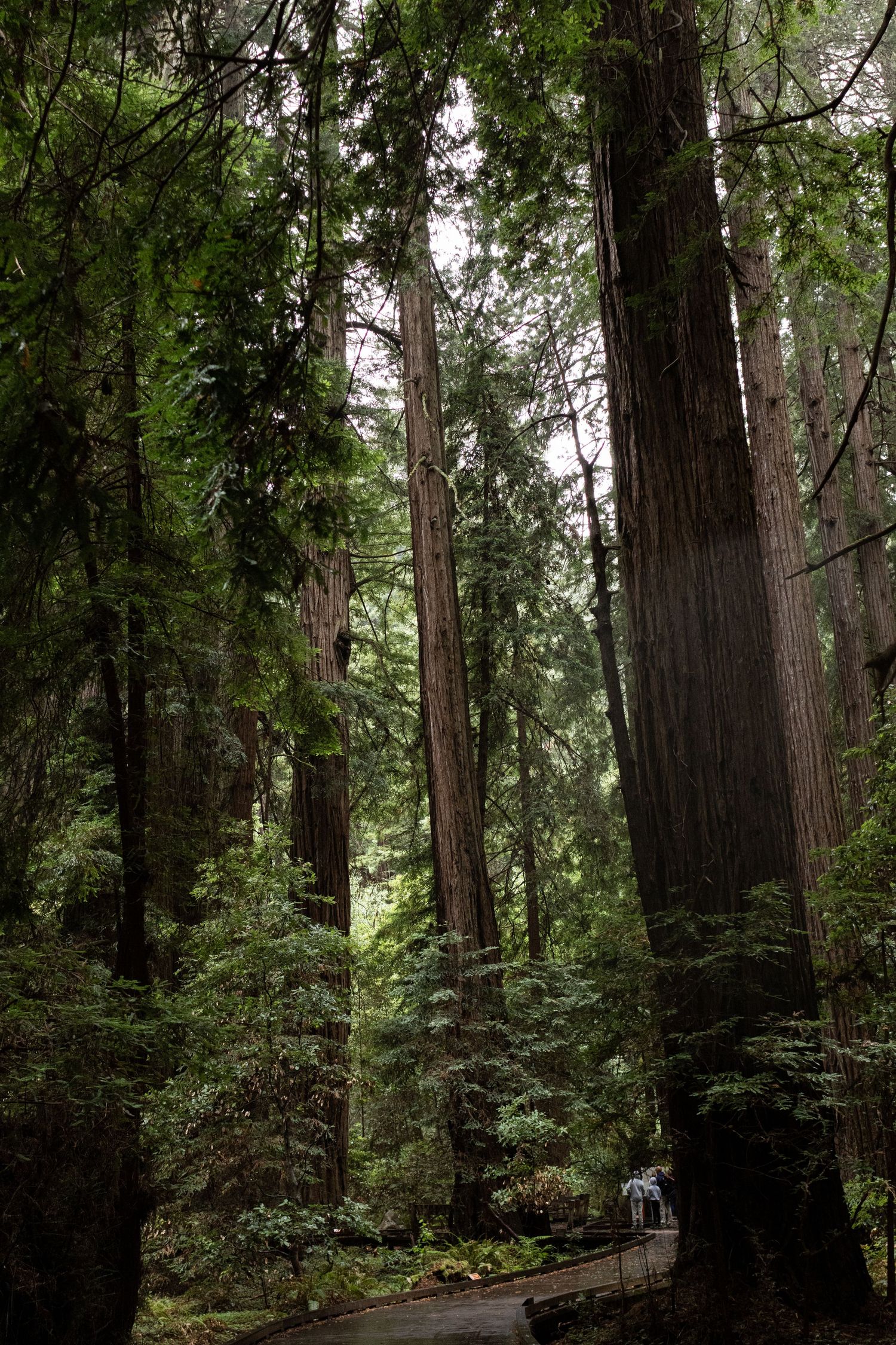 Towering redwood trees in a lush green forest with visitors walking along a path below.
