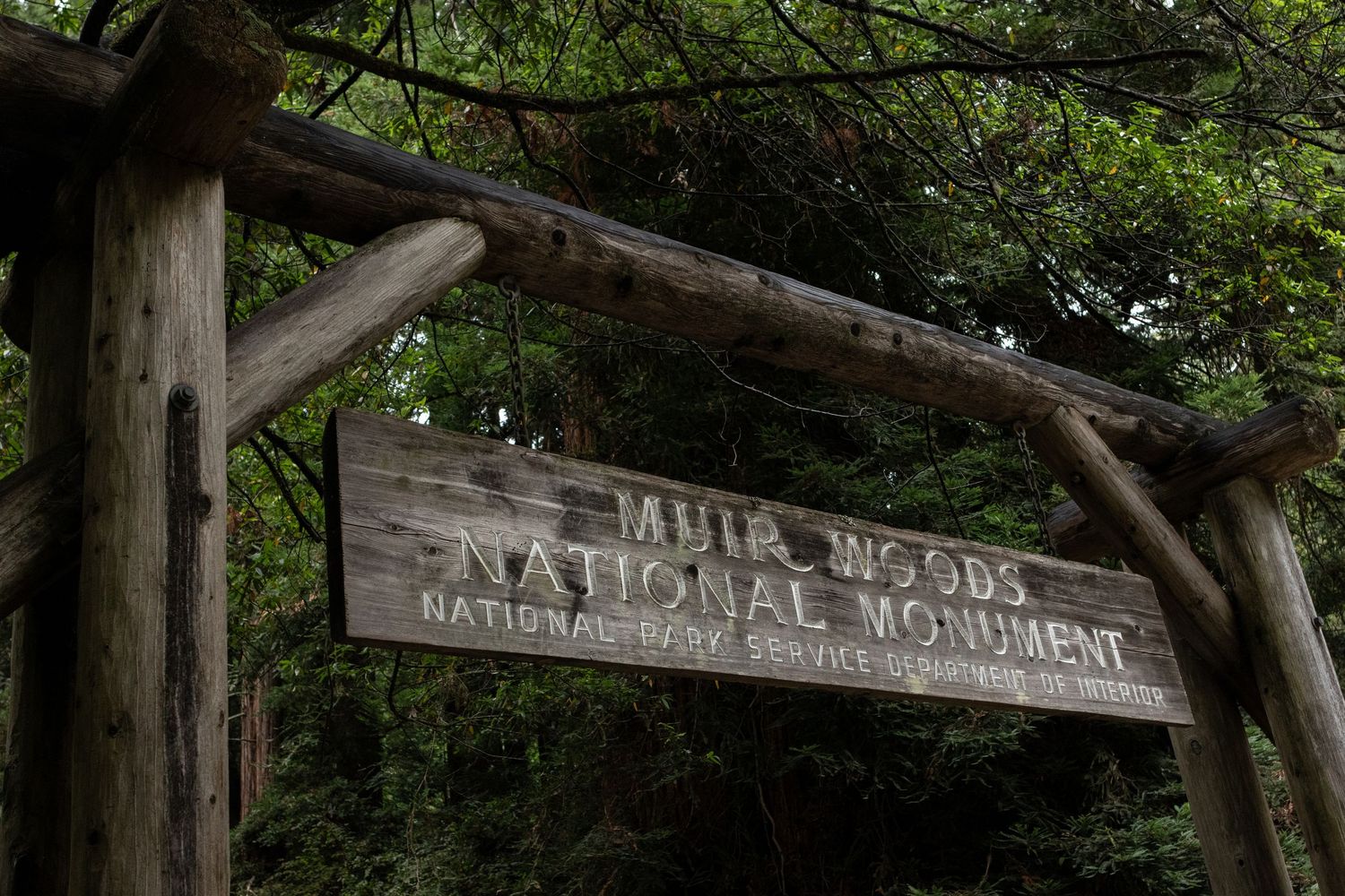 Wooden entrance sign for Muir Woods National Monument surrounded by towering trees in California.