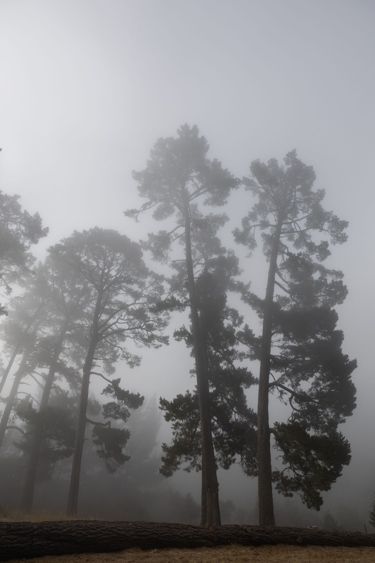 Tall pine trees shrouded in dense fog create a moody, atmospheric forest scene with a fallen log in the foreground in Oakland, California.