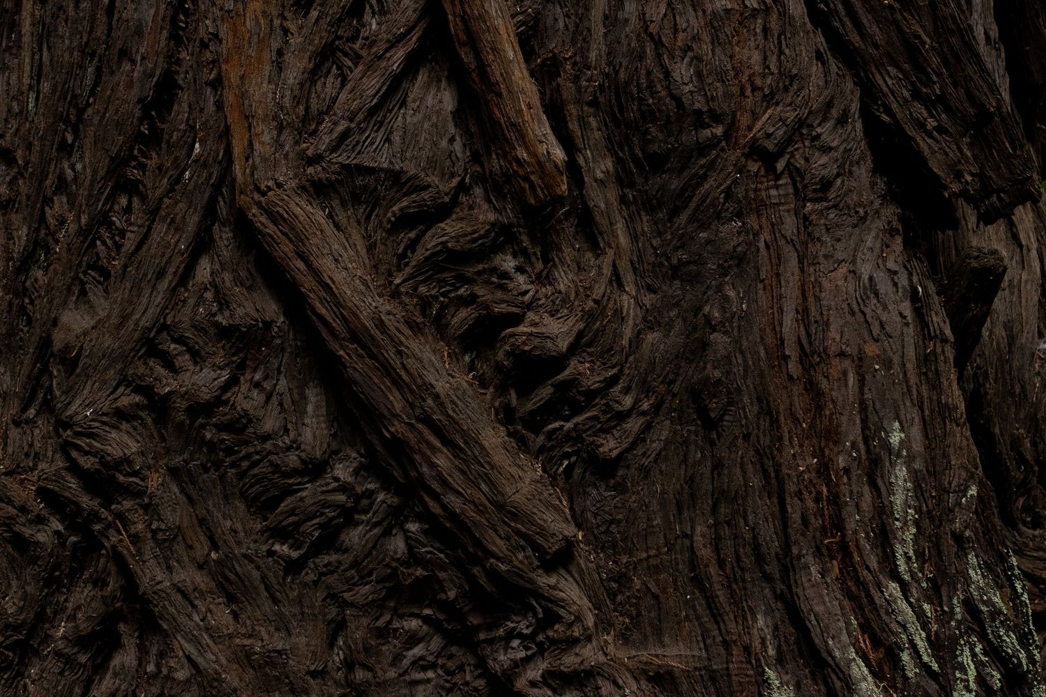 Close-up of dark, textured redwood tree bark with deep ridges and fibrous patterns.