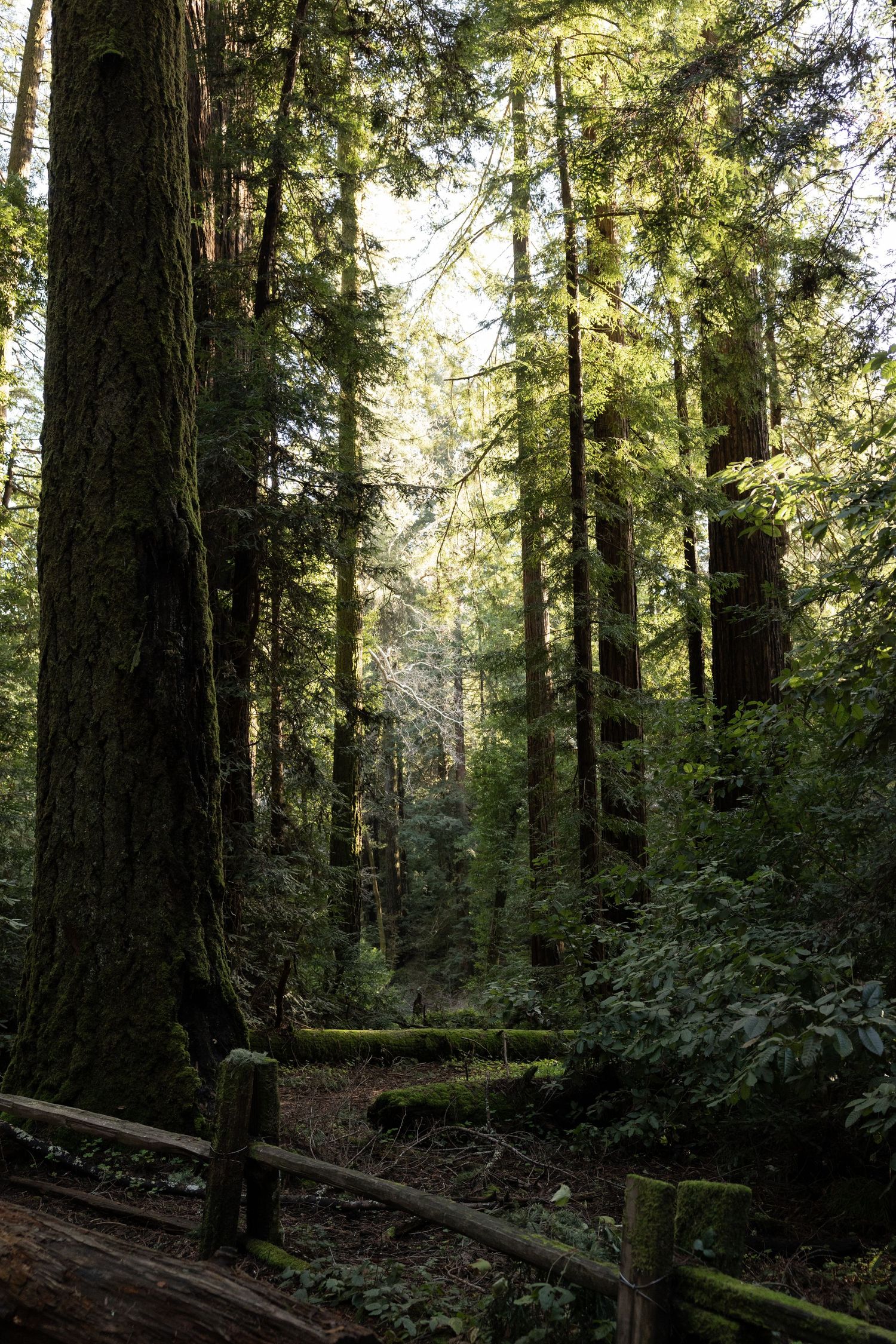 Towering redwood trees with moss-covered logs and wooden fence rails in dappled sunlight by Taylor Zimmerman Photo