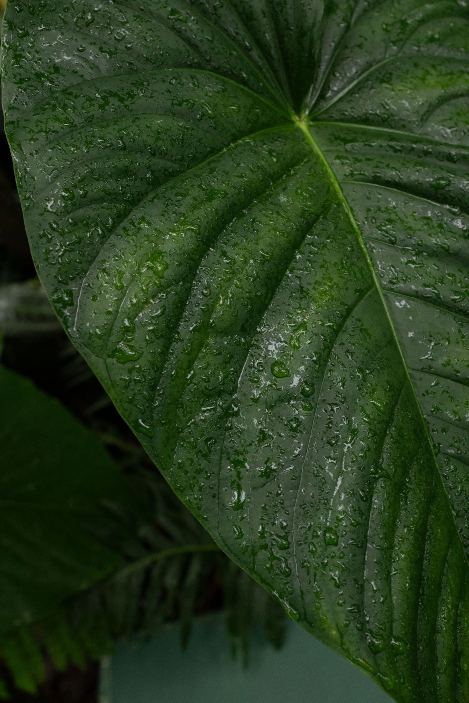 Close-up of a large green tropical leaf with water droplets after rain, showing detailed veins and glossy texture.