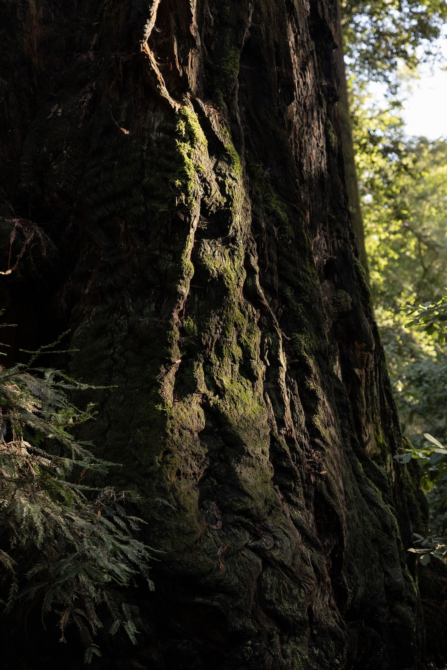 Moss-covered redwood tree trunk in a lush forest, with sunlight filtering through green foliage in the background by Taylor Zimmerman Photo